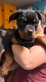 Cuccioli dí rottweiler