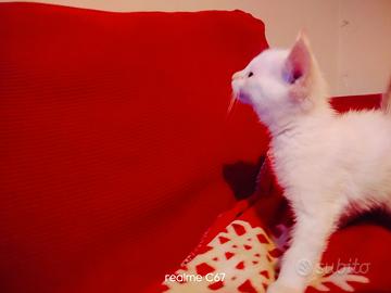Gatto bianco occhi azzurri