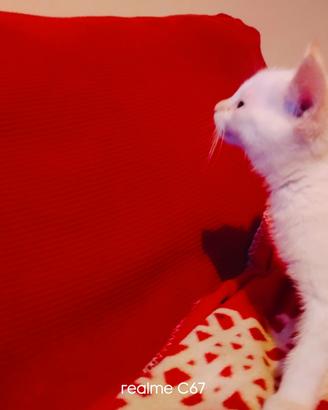Gatto bianco occhi azzurri