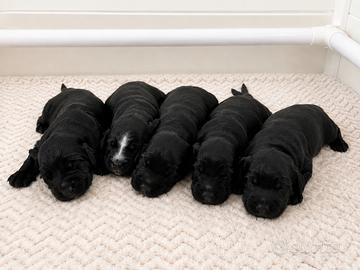 Cuccioli cocker spaniel inglese neri