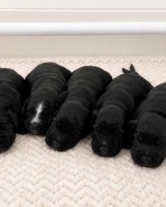 Cuccioli cocker spaniel inglese neri