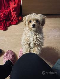Maltipoo toy maschio