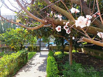 VILLA A SCHIERA A BRUSCIANO