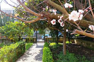VILLA A SCHIERA A BRUSCIANO