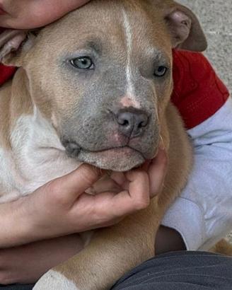 Cucciolo di pitbull