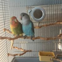Inseparabili allevati a mano
