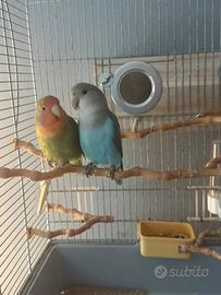 Inseparabili allevati a mano