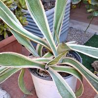Piantine grasse in vaso