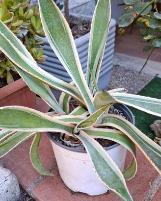 Piantine grasse in vaso