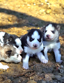Husky siberian cuccioli