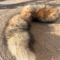 Coda di Volpe - Trovata in un Bosco