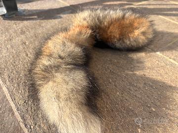 Coda di Volpe - Trovata in un Bosco