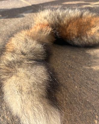 Coda di Volpe - Trovata in un Bosco