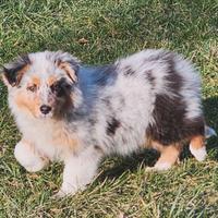 Pastore australiano cucciola pedigree