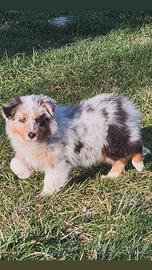 Pastore australiano cucciola pedigree