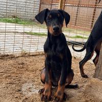 Cuccioli dobermann -- PEDIGREE ENCI