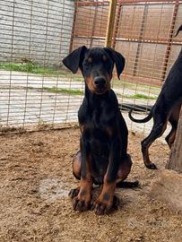 Cuccioli dobermann -- PEDIGREE ENCI