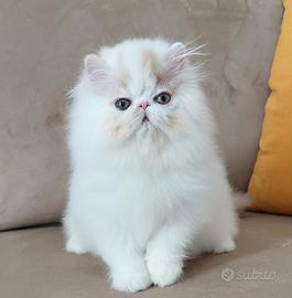 Cucciolo di persiano