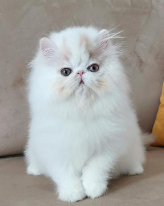 Cucciolo di persiano