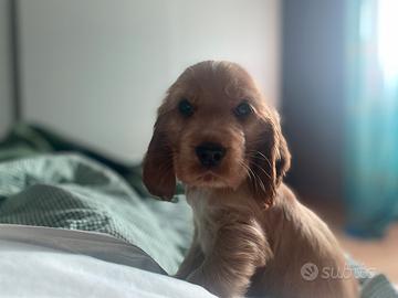 Cocker spaniel inglese fulvo