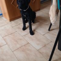 cane labrador 