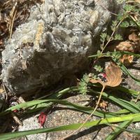 Pietre mica per giardino