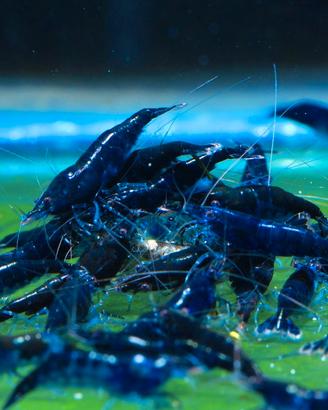 Caridine gialle blue ed altro