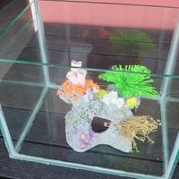acquario per pesci rossi 