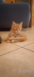 Cuccioli Maine Coon