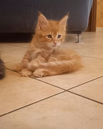 Cuccioli Maine Coon