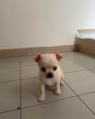 Maltese toy