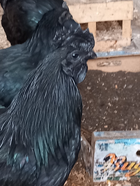 Galli Cemani