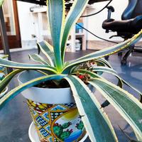 Agave americana variegata abituate al freddo