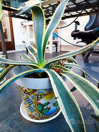 Agave americana variegata abituate al freddo