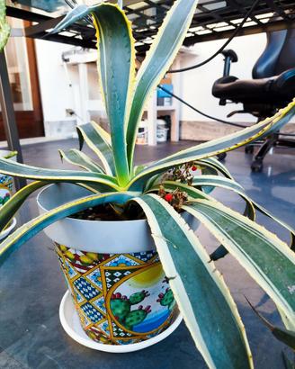 Agave americana variegata abituate al freddo