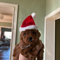 Cucciolo di Barboncino