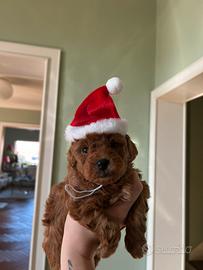 Cucciolo di Barboncino