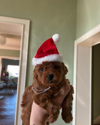 Cucciolo di Barboncino