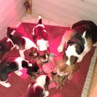 Cuccioli di Beagle Elisabeth nani