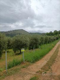 Uliveto 1,5 ettari (140 piante di ulivo secolari)