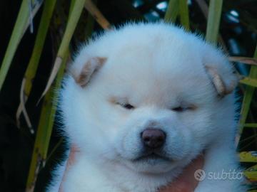 Stupendo cucciolo Shiba