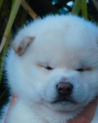 Stupendo cucciolo Shiba