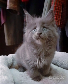 Maine Coon Cuccioli