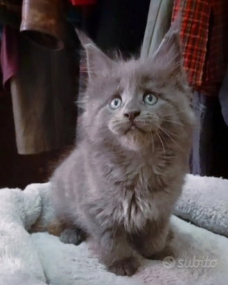 Maine Coon Cuccioli