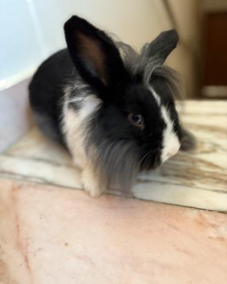 Coniglio nano