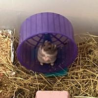 Disponibili 8 criceti russi