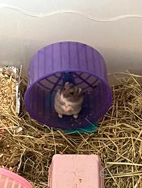 Disponibili 8 criceti russi