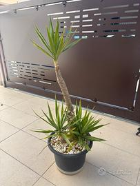 Yucca con vaso
