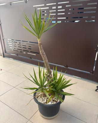 Yucca con vaso