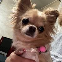 Chihuahua pelo lungo